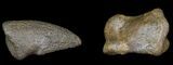 Thescelosaurus Claw & Toe Bone - Montana #31060-3